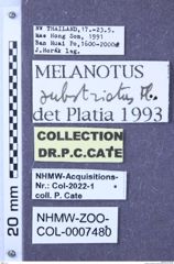 Etiketten zu Melanotus substriatus (NHMW-ZOO-COL-0007480)